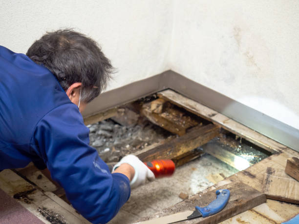 Best Water Damage Restoration  in Weaver, AL