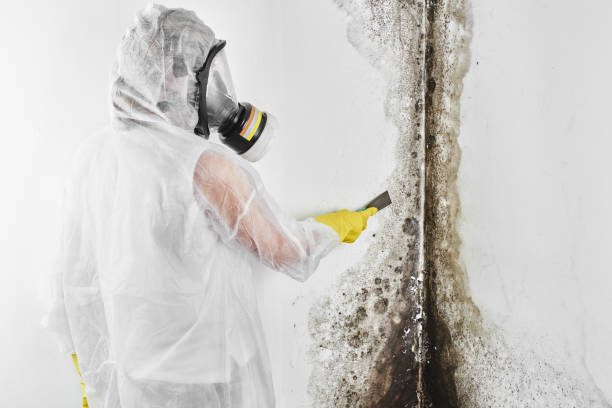 Best Black Mold Removal  in Weaver, AL