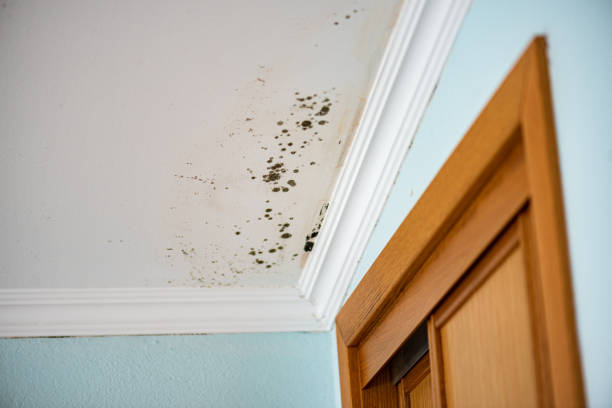 Best Certified Mold Removal  in Weaver, AL