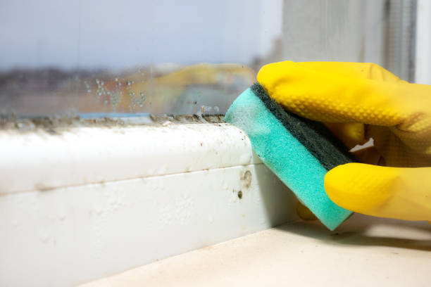 Best Office Mold Removal Services  in Weaver, AL