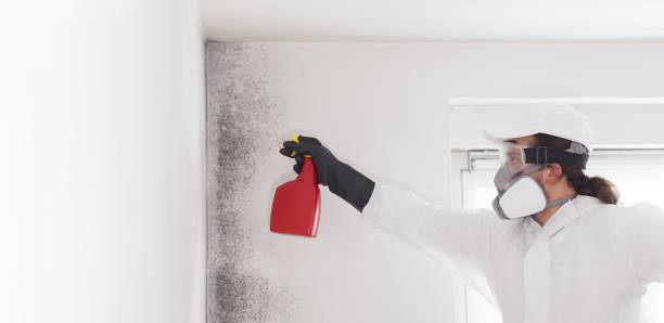Home Mold Removal in Weaver, AL